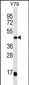 Mouse Map2k4 Antibody (C-term)