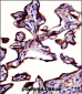 ALPP Antibody (N-term)