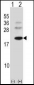 BARX1 Antibody (C-term)