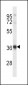 HRH2 Antibody (Center)