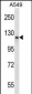 PMS1 Antibody (C-term)