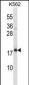 CREG1 Antibody (N-term)