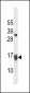 GATE16 Antibody (N-term)