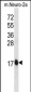 GATE16 Antibody (N-term)