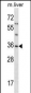 SGTA Antibody (Center)