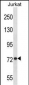 MFN1 Antibody (Center)