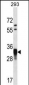 CCNO Antibody (N-term)