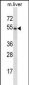 GATA3 Antibody (Center)