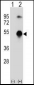 GATA3 Antibody (Center)