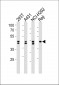 HNRNPD Antibody (N-term)