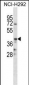 CD86 Antibody (C-term)