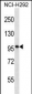 PTHD2 Antibody (N-term)