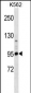 PCDHA4 Antibody (C-term)