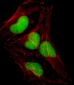 SOX18 Antibody (N-term)