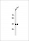 SOX18 Antibody (N-term)