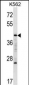 MAFA Antibody (C-term)