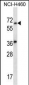 LINGO3 Antibody (C-term)