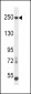 L1CAM Antibody (C-term)