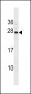 SYNGR1 Antibody (C-term)