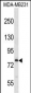 MED17 Antibody (Center)