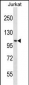 CENPC1 Antibody (Center)
