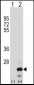 TNFSF18 Antibody (Center)