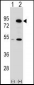 THOC1 Antibody (C-term)