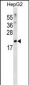 SFRS3 Antibody (Center)