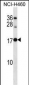 RPL12 Antibody (Center)