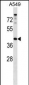 PAQR7 Antibody (C-term)