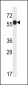 C6orf211 Antibody (N-term)