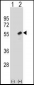 RBBP7 Antibody (Center)