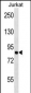 MCM7 Antibody (N-term)