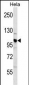 CUL1 Antibody (C-term)