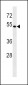 BAG4 Antibody (C-term)