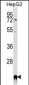 PPIF Antibody (Center)