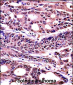 HMGB1 Antibody (C-term) (Ascites)