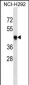 T Antibody (Ascites)