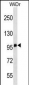 CD68 Antibody(Ascites)