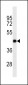 GJC2 Antibody (N-term)(Ascites)