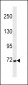 Cortactin Antibody(Ascites)