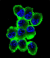 MBP Antibody (Ascites)