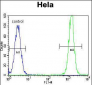 KRAS Antibody (C-term)