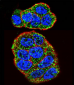 KRAS Antibody (C-term)