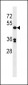 POLD3 Antibody (C-term)