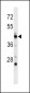 POLD3 Antibody (C-term)