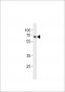 ZNF90 Antibody (Center)