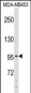 COL6A2 Antibody (C-term)