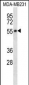 HTR7 Antibody (C-term)