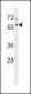 TBL1XR1 Antibody (N-term)